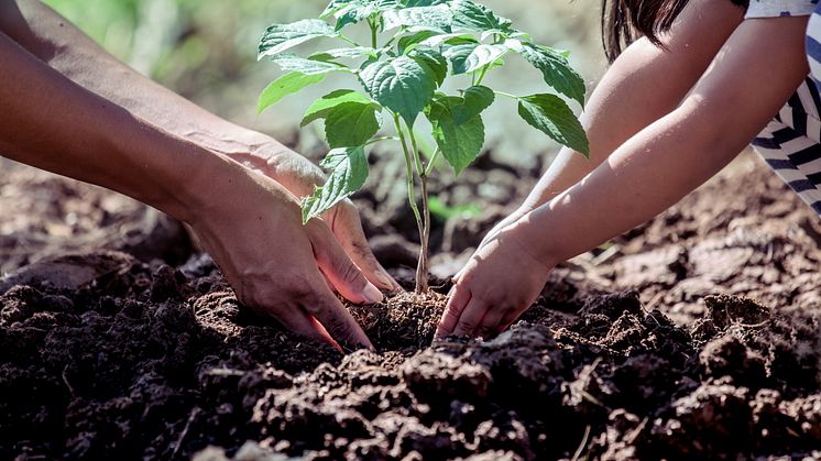 Många kan tänka sig att klimatkompensera 