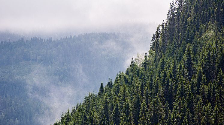 Kina planterar 30 miljoner hektar skog, och de är inte ensamma