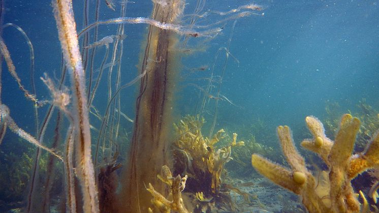 Under havoverfladen på Hølken Strand