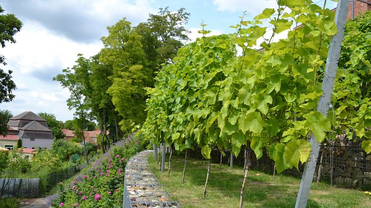 Wein aus Brandenburg, wie hier in Prenzlau, wird immer beliebter. Foto: TMB-Fotoarchiv/Steffen Lehmann. 