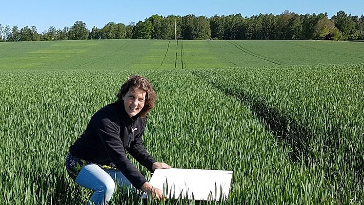 SLU-forskaren Kristin Piikki lägger ut en referensplatta som används för att man ska kunna skapa drönarbilder som är jämförbara mellan olika flygningar. Foto: Mats Söderström.