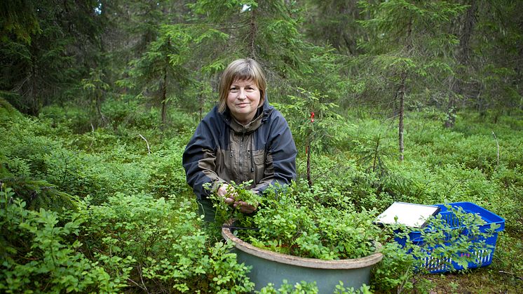 Rikligt med blåbär i Norrland