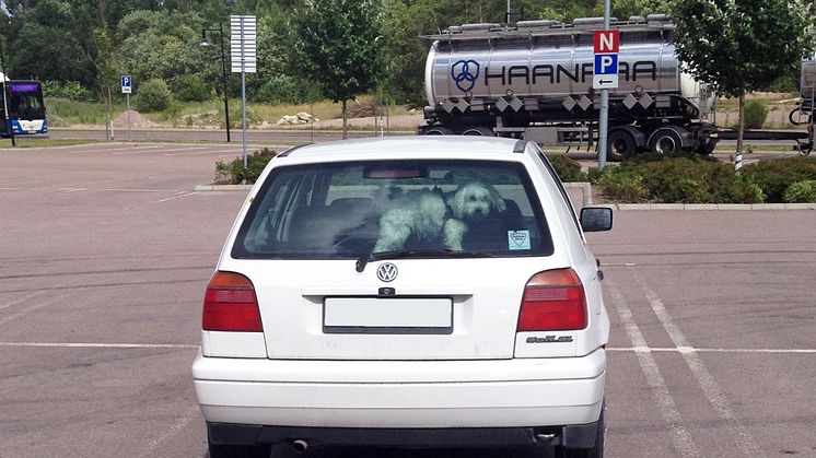 Varma bilar - dödsfälla för hundar