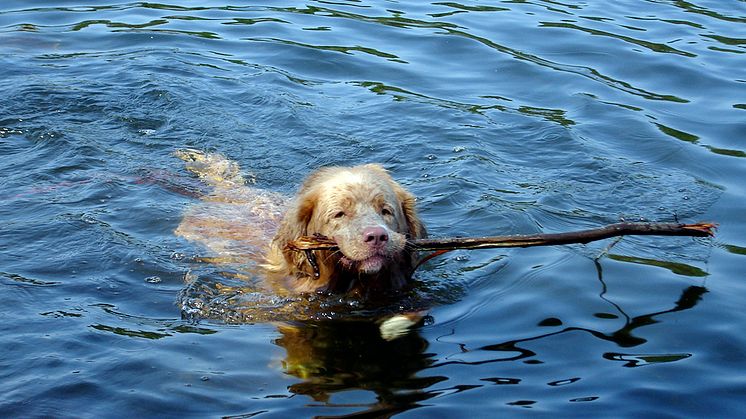 Tollare som har lämnat blodprov till SLU:s hundbiobank. Där lagras prover från både friska och sjuka hundar, tillgängliga även för framtida forskningsprojekt. Foto: Hillevi Stephansson