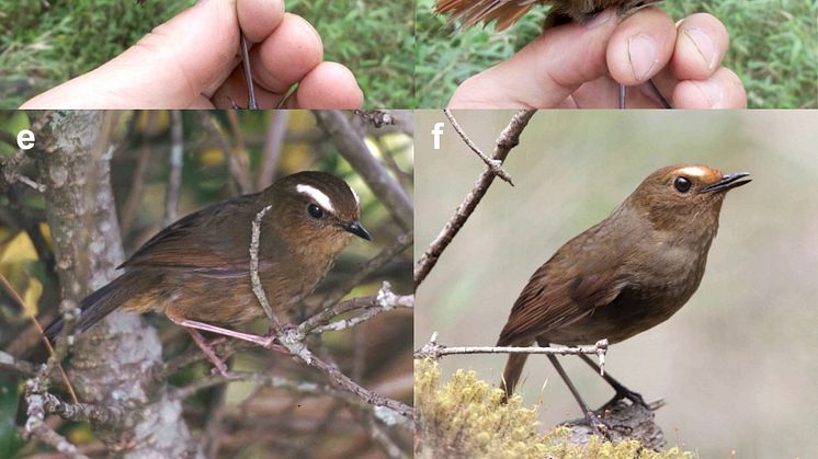 Tre arter som tidigare sågs som blå kortvinge (bild a och c), Himalayakortvinge (bild b, d, f) och taiwanesisk kortvinge (bild e). Foto: Per Alström, Chengte Yao och Tang Jun/China Bird Tour.