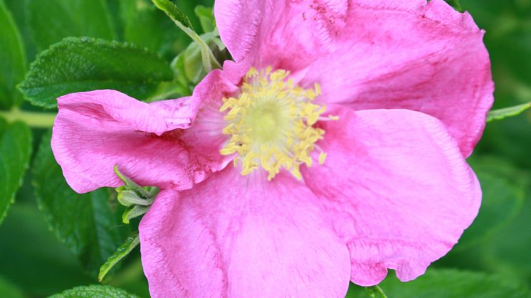 Rosa Rugosa är en invasiv art som riskerar att tränga ut annan växtlighet.