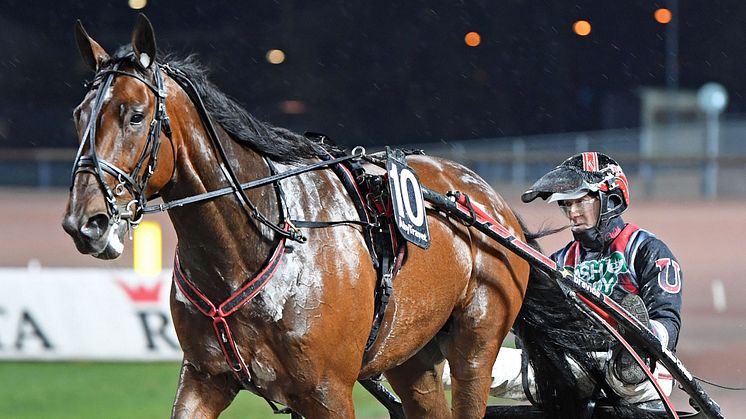 Demon Ima kommer till Solvalla med fyra raka segrar inför sin STL-final på lördag. Foto: TR Bild