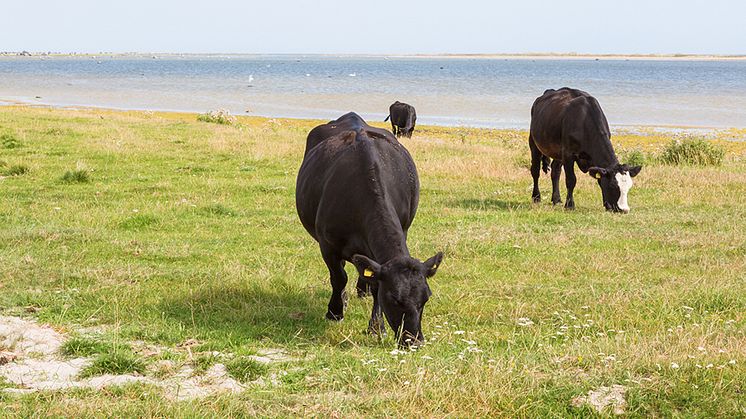 Betande boskap vid Östersjöns kust. Foto: Lars Johansson