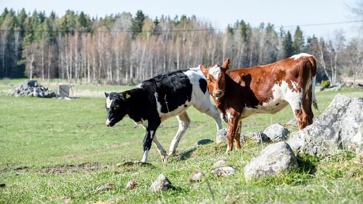 Naturbetesmark på KRAV-certifierat jordbruk i Norduppland. Foto: KRAV