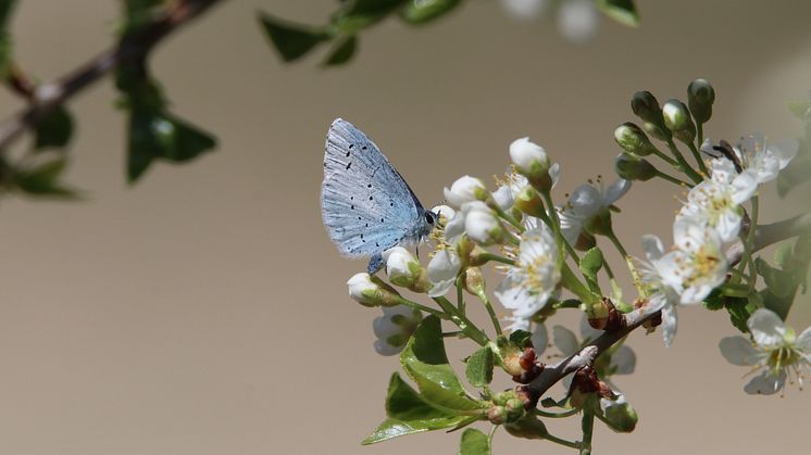 Fjäril o blommor 