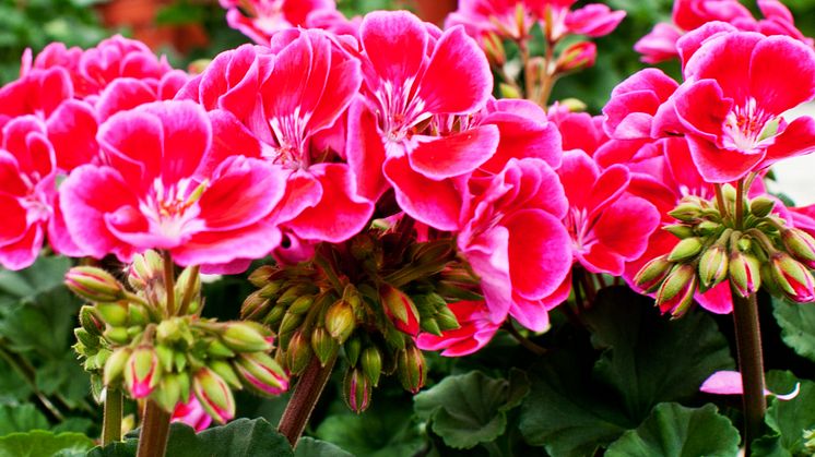 Pelargonium - Wild & Sweet, sommarutställning på Tjolöholms Slott