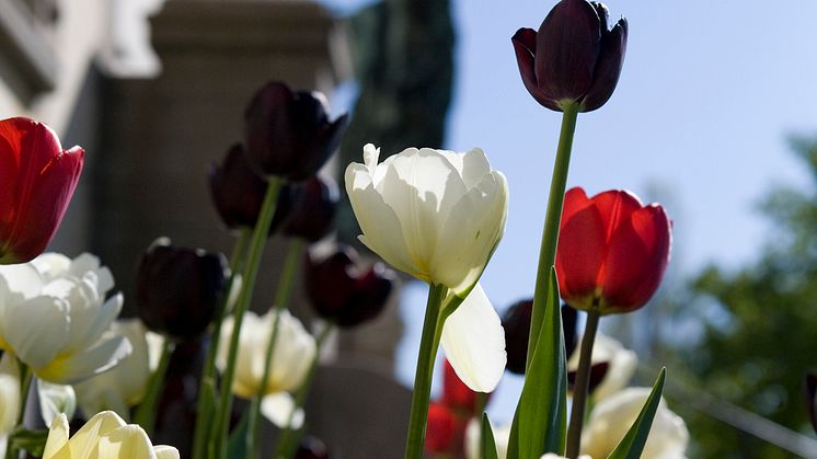 Park och trädgårdsaktiviteter våren 2015