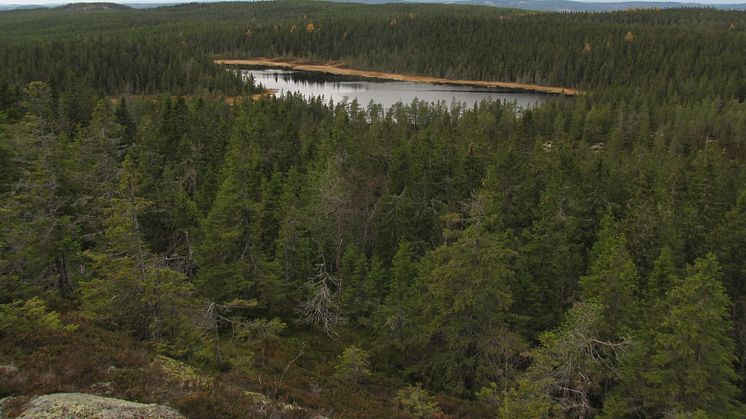 Vidsträckta skogar i de nya naturreservaten Foto: Länsstyrelsen Dalarna