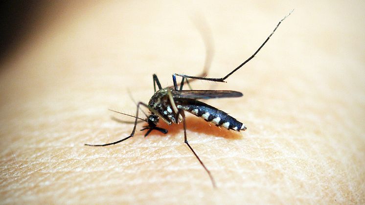 Se upp för denna farliga mygga på solsemestern