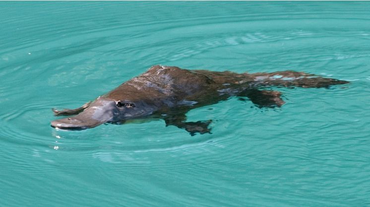 Platypuses in some Australian streams are consuming almost half a human daily dose of antidepressants every day, according to research (Photo: iStock, Credit Miauri)