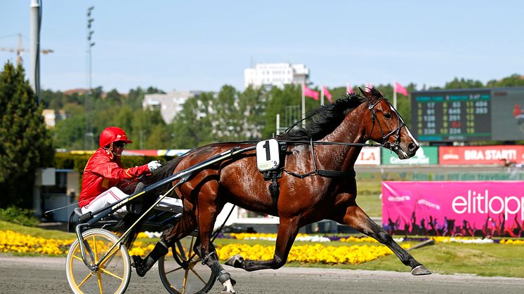 Disco Volante på Solvalla 2018. Foto: Maria Holmén/TR Bild