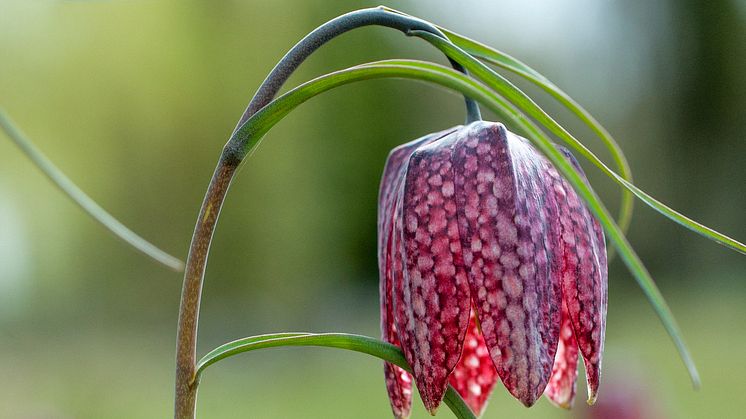 Så svarar svensk natur på klimatförändringar