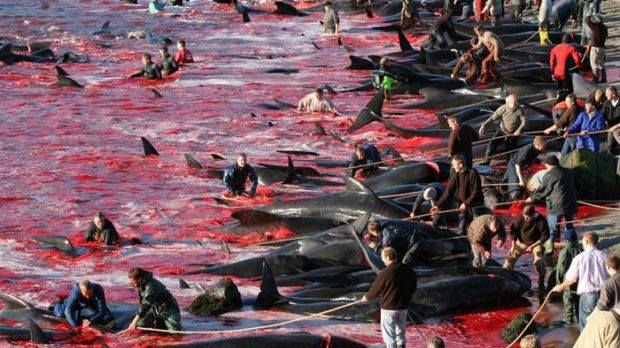 Morddrohungen gegenüber Tierschützer anlässlich Demo gegen Grindwaljagd auf den Färöer-Inseln