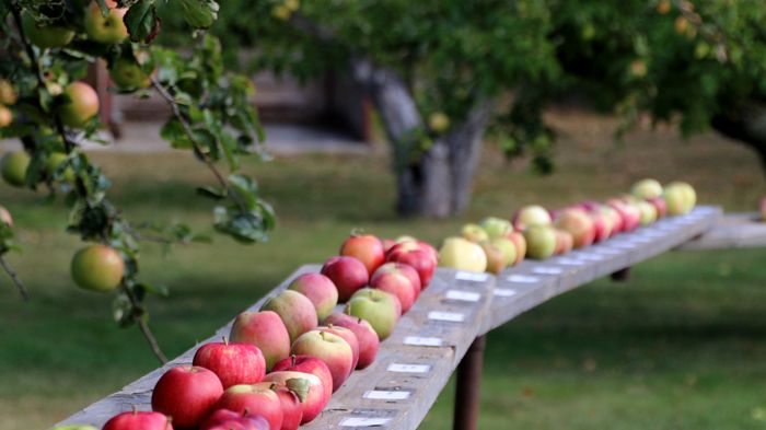 ​Äppelveckor istället för Äppelmarknad på Österlen