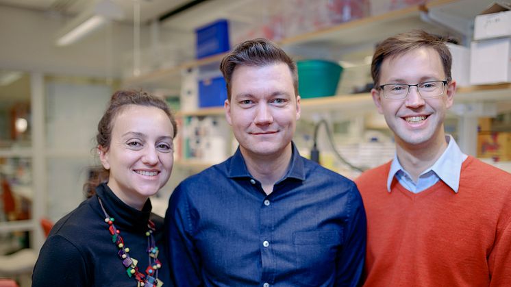 Tre forskare knutna till WCMM har hittills inlett sina anställningar vid Umeå universitet. Alla tre har rekryterats från starka forskningsmiljöer i USA. Från vänster: Francesca Aguilo, Daniel Öhlund och Lars-Anders Carlson. Foto: Mattias Pettersson.