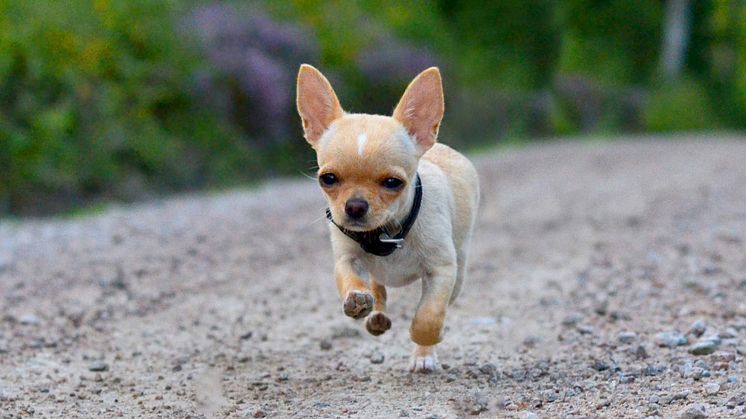 Chihuahua på skogsväg. Foto: Sandra Karlsson