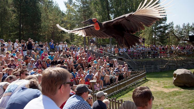 Stark säsong för Kolmården