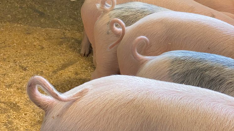 Stora produktionsförbättringar i svensk grisproduktion