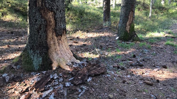 Misstänkt angrepp av granbarkborre.