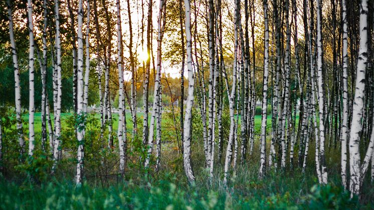 Pollen har avancerat uppåt i landet – försäljning av pollenläkemedel har ökat med 859 % i norra Sverige. 