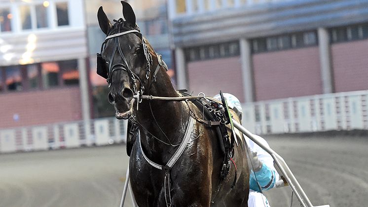 Sorbet har kvalat in till Elitloppet. Foto: TR Bild