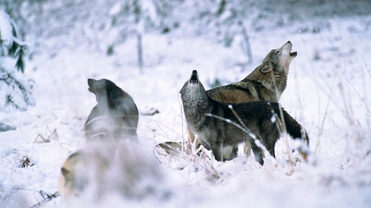 Enligt den senaste inventeringen finns ingen genetiskt viktig varg i reviret Ripelången, där licensjakten får ske. Bilden är en arkivbild. Foto: Magnus Elander, Scandinav.