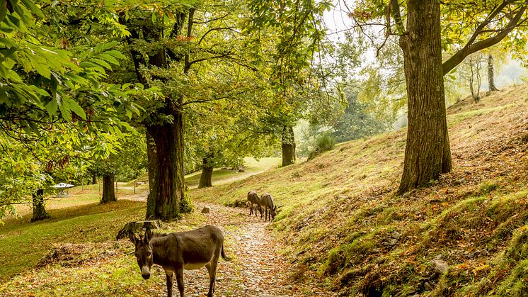 Kastanienweg im Malcantone (c) Schweiz Tourismus, Jan Geerk