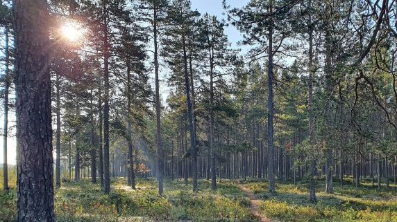 Sveaskog kommer att genomföra skogsvårdsåtgärder på ett antal skogsområden som Piteå kommun äger. Foto: Tomas Lindberg