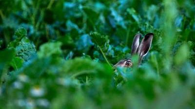 Tålmodig naturfotograf påskutställare i Sjöbo konsthall