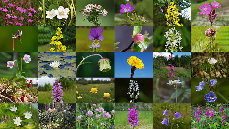 De 30 nominerade blommorna i första omröstningen av Sveriges nationalblomma