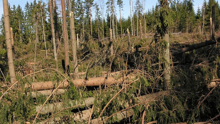 Stormfälld skog. Foto: Martin Schroeder