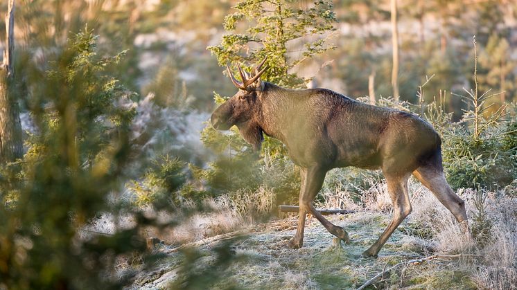 I årets jakt får det fällas drygt fem tusen älgar i Västra Götalands län. Foto: Gert Olsson.