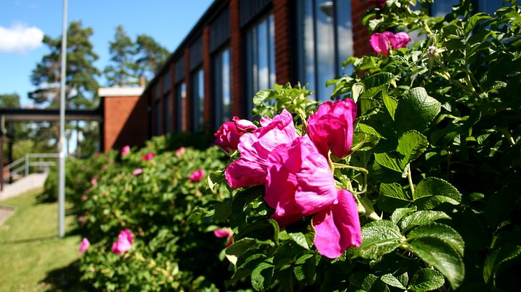 Djurgårdsskolan är en av sju grundskolor i kommunen som får en ny grundskolechef