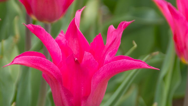 Tulipa Oriental Pearl