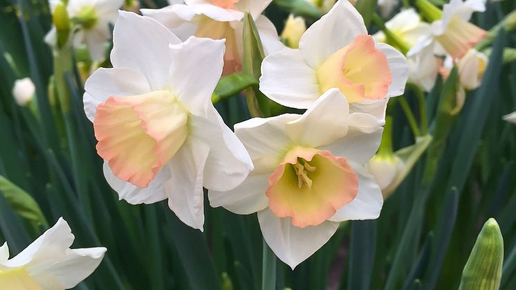 NarcissusCosmopolitan-deRee