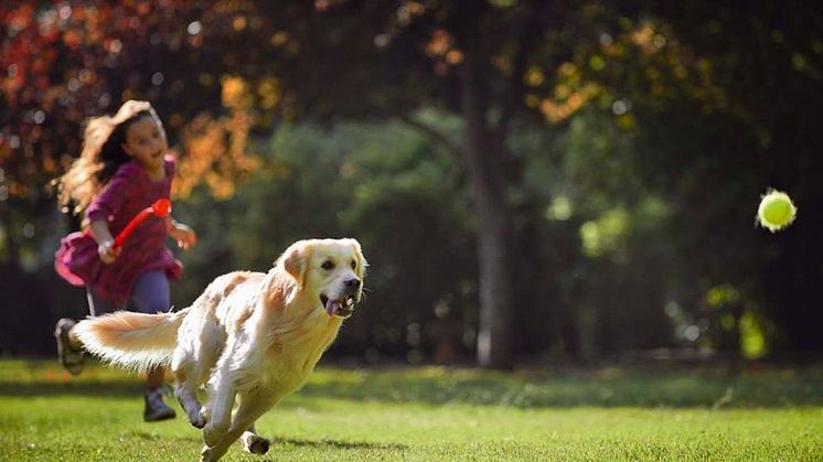 Friskies Doggy Run - koko perheen koirajuoksutapahtuma 26.9. Helsingissä