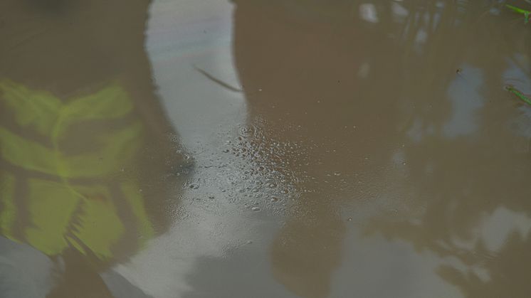 A drop of Aquatain dropped in a rice field