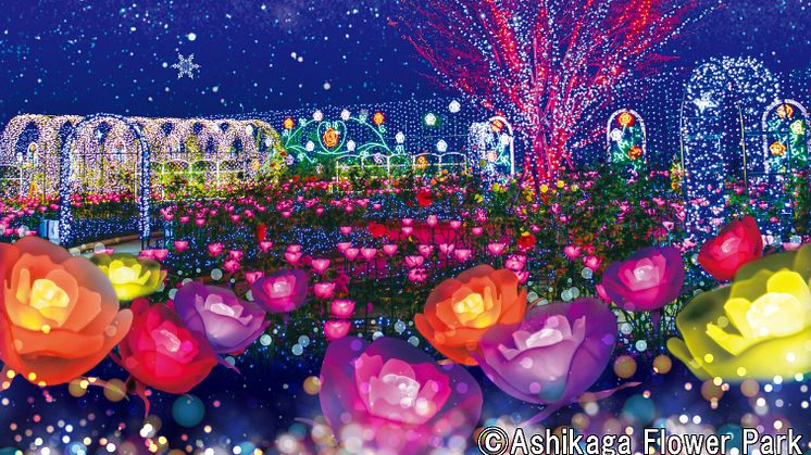 Ashikaga Flower Park Flower Fantasy – A Light Flower Garden(2)