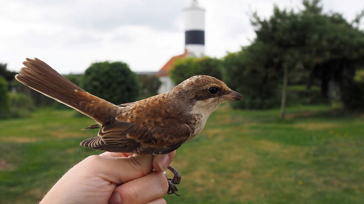 Ringmärkt fågel på Ottenby fågelstation. Foto: Stina Andersson