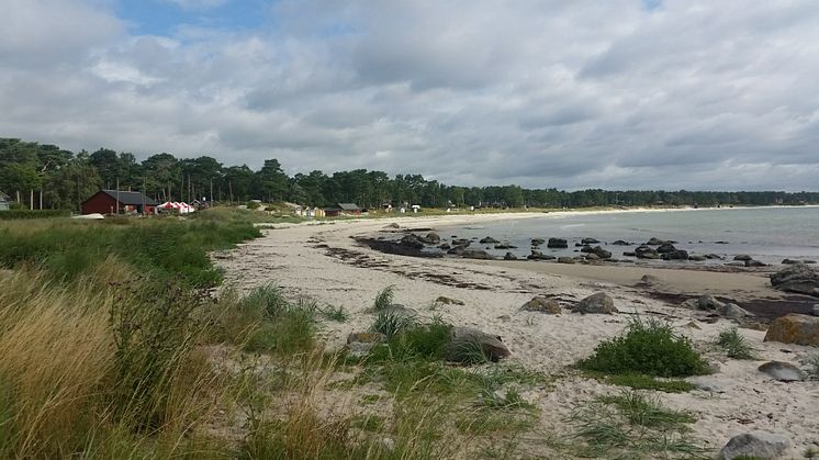 Längs större delen av stränderna i Hanöbukten råder inget erosionshot enligt DHI:s rapport till Kristianstads kommun. Sträckan norr om Revhaken är i balans men partiet söder om stenrevet är ett av de fyra utpekade problemområdena.