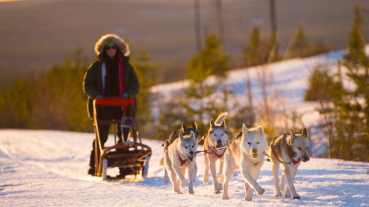 Foto: Granö Beckasin