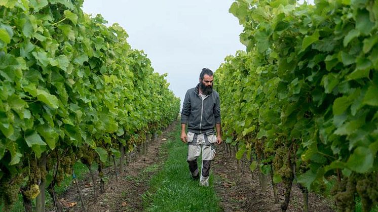 Skördetid för svenskt vin