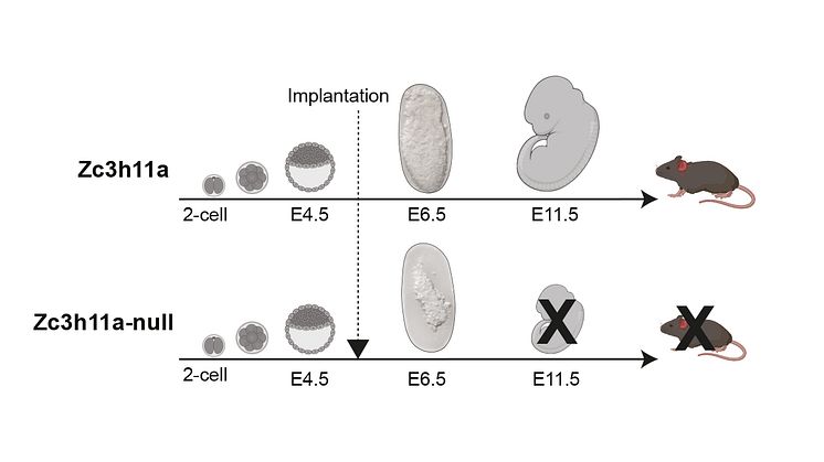 Schematic illustration demonstrating different stages of embryo development, highlighting the time-point of implantation with an arrow. Embryos lacking the ZC3H11Aa protein are unable to survive after implantation, resulting in their degeneration.