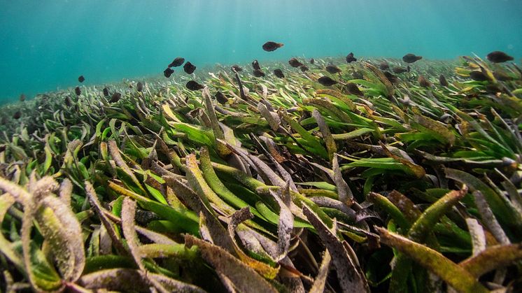 Seagrass