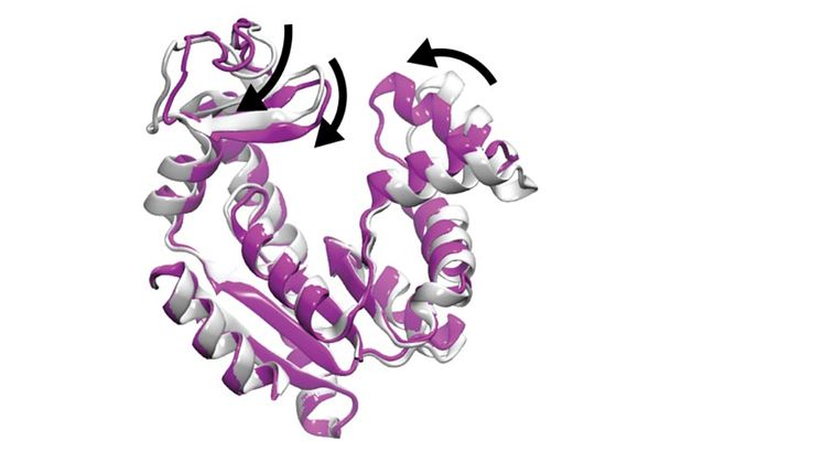 Adenylatkinasproteinet i öppet (vitt) och stängt (lila) tillstånd. Stängningen observerades till 4,3 millisekunder.